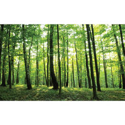 Фототапет за стена - Зелена гора, дървета 368 x 254см