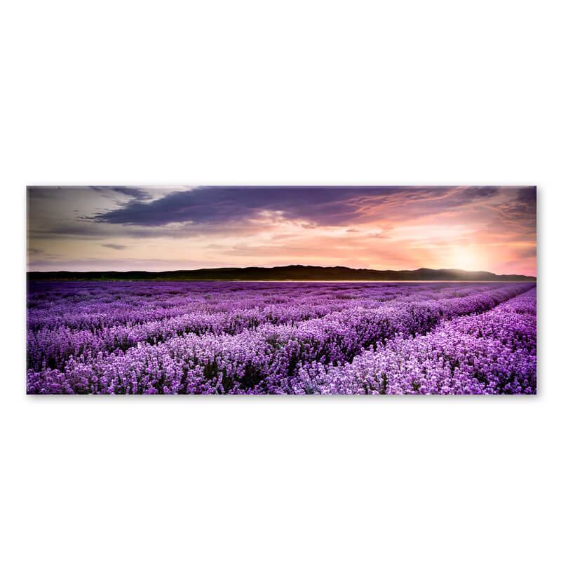 Glass picture for wall print glass 50 x 125 cm Lavender field GLASSPIK ...