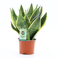 Растение в саксия Сансевиера Sansevieria futura superba 12см Н35