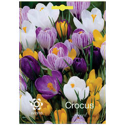 Лампы Crocus Mixed IVESTO