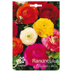 Луковицы Ranunculus Asiaticus Mixed IVESTO