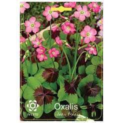 Лампы Oxalis Deppei Iron Cross IVESTO