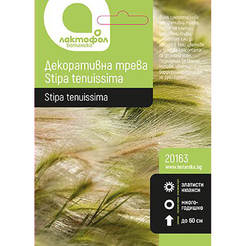Seeds Ornamental grass Stipa tenuissinma
