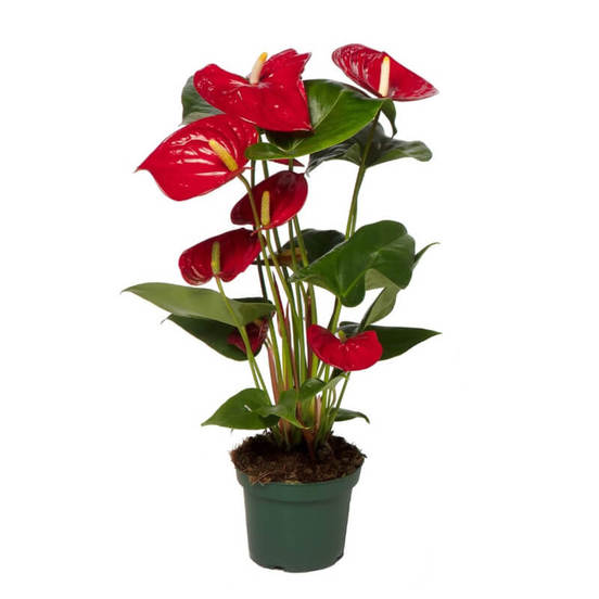 0502021005-rastenie-v-saksija-anturium-anthurium-andr-mix-12sm-n35_552x552_pad_478b24840a